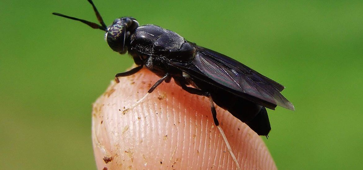 A genetically improved fly can be used for recycling